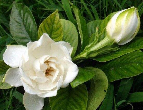 梔子花和茉莉的區(qū)別，教你三種簡(jiǎn)單區(qū)別方法(花期/花葉/果實(shí))