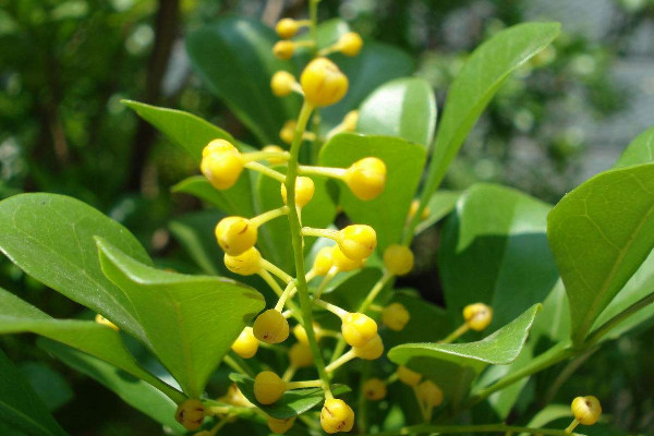 米蘭插扦時(shí)間及方法