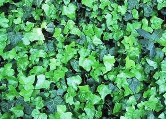 常青藤多久澆一次水，見干見濕原則保持盆土濕潤