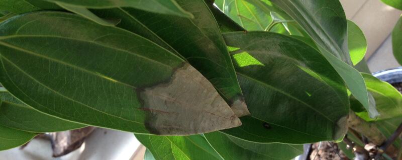 平安樹(shù)葉子尖發(fā)黑干枯