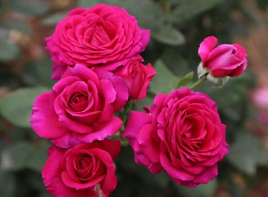 月季花的資料，享譽(yù)中國(guó)的花中皇后