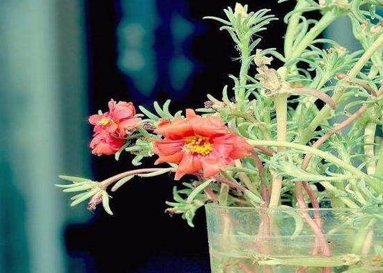 牡丹吊蘭怎么繁殖，教你兩種繁殖方法(水培和土培)