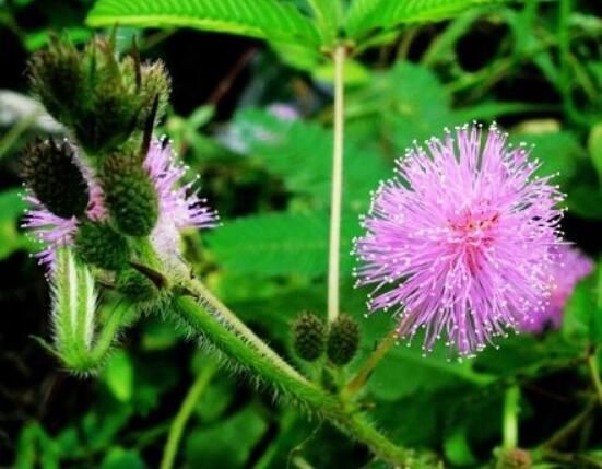 含羞草有什么功能，趣味性十足、預(yù)測(cè)天氣、凈化空氣