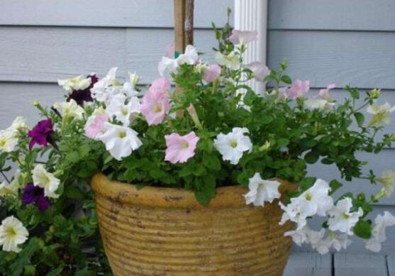 牽?；ǖ墓πc作用，牽牛花七大功效與作用