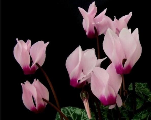 仙客來(lái)夏季的管理方法，適宜的環(huán)境很重要