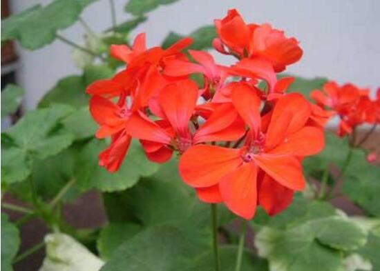 天竺葵施什么肥好，天竺葵怎么施肥