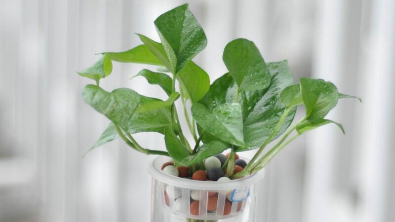 水培綠蘿怎么養(yǎng)