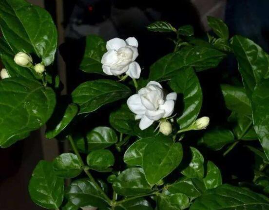 茉莉花掉葉子怎么辦，四種原因以及解決辦法