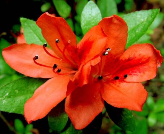 杜鵑花有哪些常見品種，杜鵑花品種圖片大全