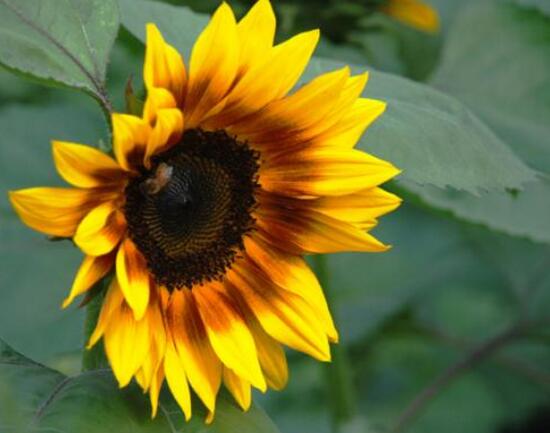 向日葵怎么養(yǎng)，向日葵的養(yǎng)殖方法和注意事項(xiàng)