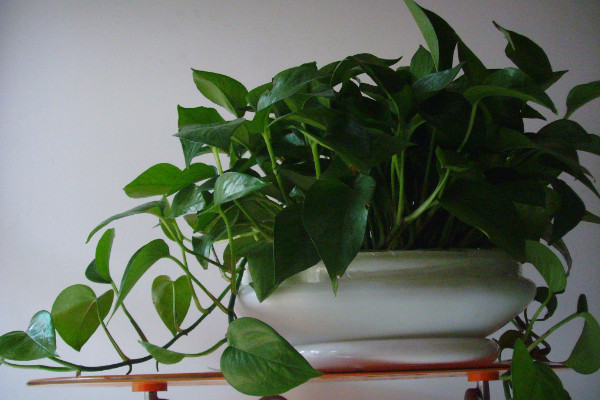 綠蘿爛根是什么原因，低溫凍傷/澆水過多等