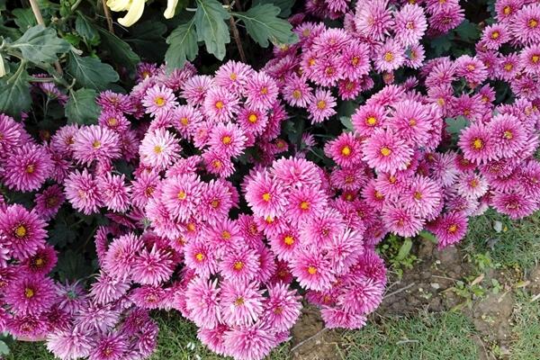 菊花秋天怎么養(yǎng)，保證光照、養(yǎng)分的充足