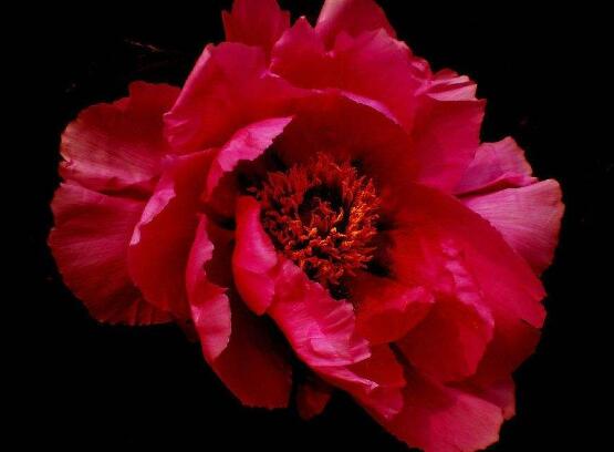 牡丹花花期，牡丹花的花期4-5月份(綻放十天)