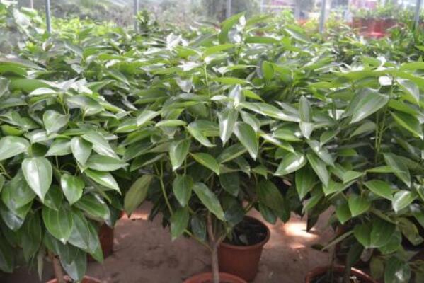 平安樹干枯怎么救活，找到原因及時(shí)進(jìn)行補(bǔ)救