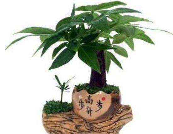 發(fā)財樹換盆后多久澆水，發(fā)財樹移盆注意事項