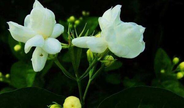 茉莉花如何一年開花幾次，一年開3次的方法