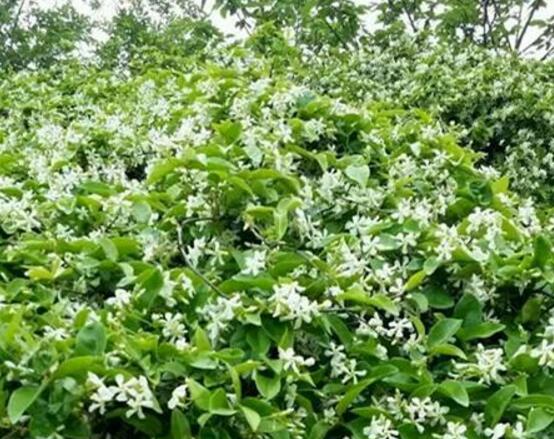 風(fēng)車茉莉怎么養(yǎng)，教你八個(gè)方法養(yǎng)的郁郁蔥蔥