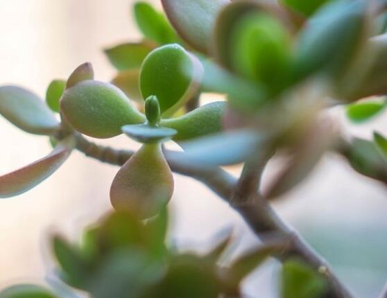 燕子掌不開花怎么辦，做好以下五點(diǎn)花開爆盆