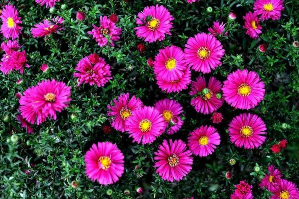 荷蘭菊四季開花嗎，它的花期在每年的8~10月