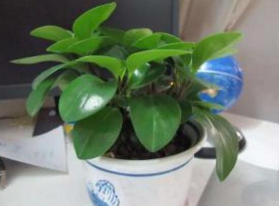 碧玉為什么會(huì)爛根，碧玉爛根怎么辦(換盆換土重新栽培)