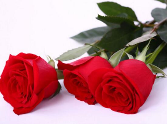 玫瑰花多久澆一次水，玫瑰花怎么澆水