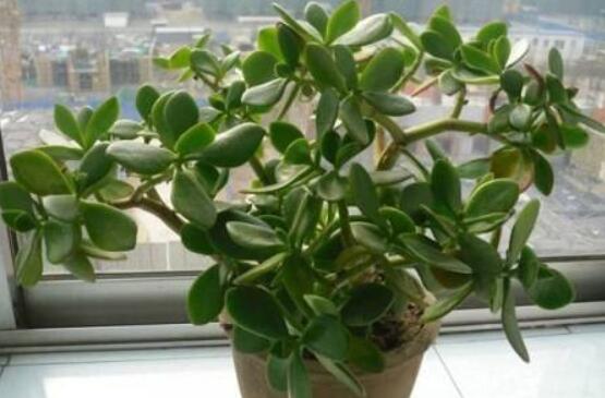 燕子掌怎么修剪，春季最佳/剪除枝條枝葉(瘦病枯)