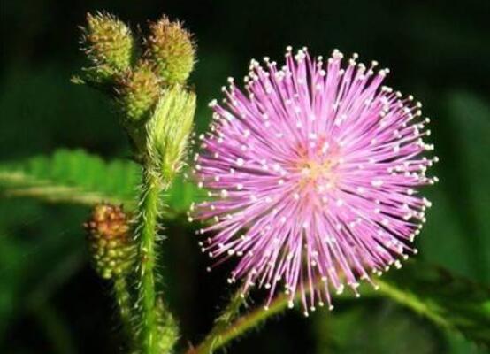 含羞草怎么養(yǎng)長得快，注意這五個要點生長青翠欲滴