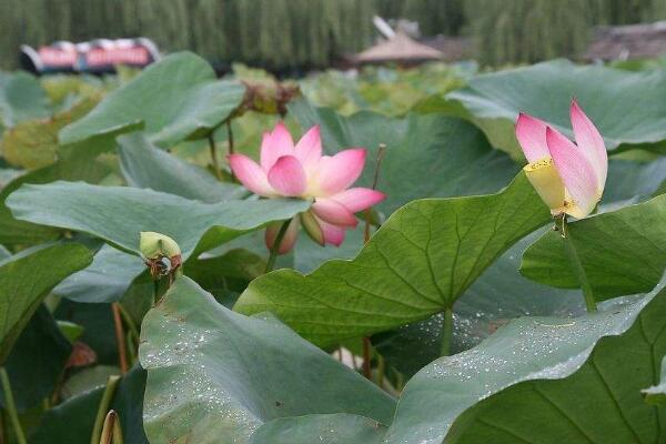 如何延長荷花花期，加強(qiáng)光照并保證養(yǎng)分