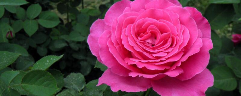 月季花是什么樣子的