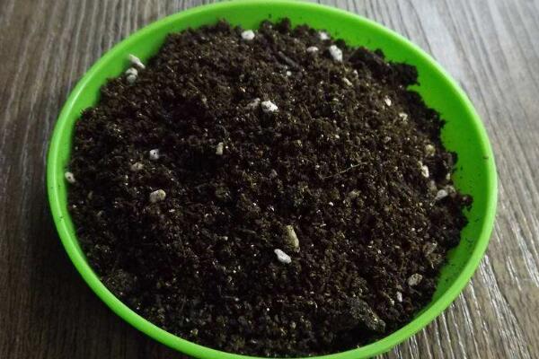 櫻花栽植技術(shù)及方法，栽植之前一定要修剪植株的根部