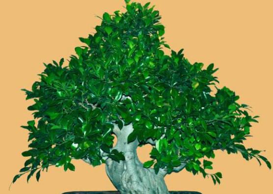 榕樹盆景怎么修剪，榕樹盆景修剪方法