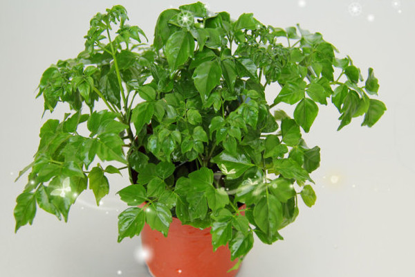 幸福樹葉子卷曲下垂怎么辦，適當停止?jié)菜ＷC通風