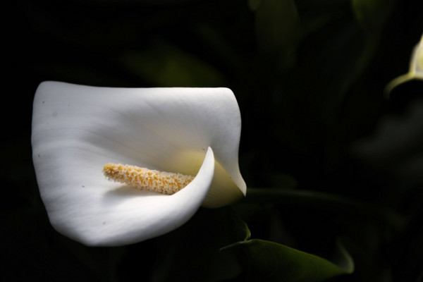 馬蹄蓮的養(yǎng)殖方法