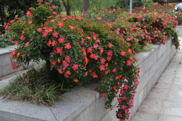 月季花品種大全，月季花的5大品種