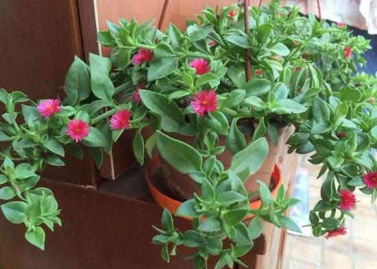 牡丹吊蘭怎么扦插，牡丹吊蘭扦插繁殖方法