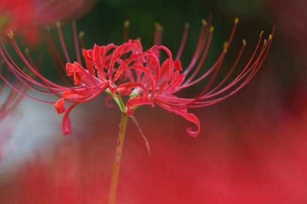 養(yǎng)彼岸花有什么禁忌嗎，毒性、象征、寓意以及花香都要注意