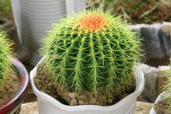 仙人球澆水方法，不同的季節(jié)植株對(duì)水分的需求不同