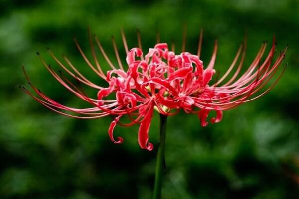 彼岸花的種植方法，只需記住四大要點(diǎn)即可