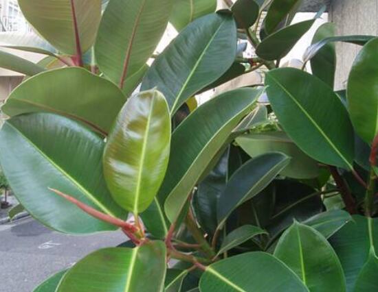 橡皮樹葉子打卷怎么辦，保持光照充足、溫度合理、忌積水