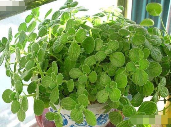 碰碰香放臥室可以嗎，可以/醒腦提神、凈化空氣、驅(qū)趕蚊蟲