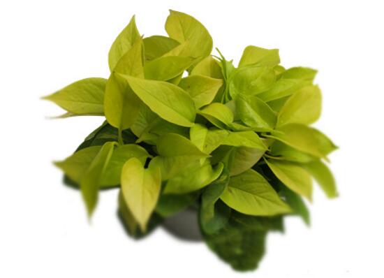 綠蘿的品種有哪些，綠蘿哪個(gè)品種好