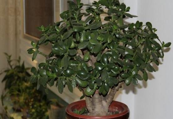 植物燕子掌有毒嗎，無毒與有毒需待進(jìn)一步科學(xué)考證(證據(jù)不足)