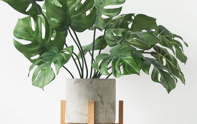 龜背竹放客廳風(fēng)水好嗎，對事業(yè)有助/對愛情有削弱的作用