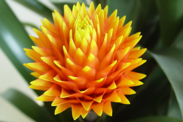 一頂紅怎么養(yǎng)