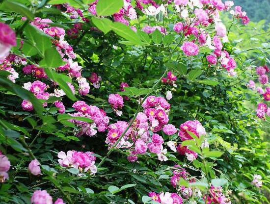 薔薇花能水培嗎，薔薇花水培方法