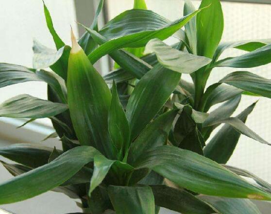 富貴竹怎么澆水，教你兩種最簡單的好方法(土培與水培)