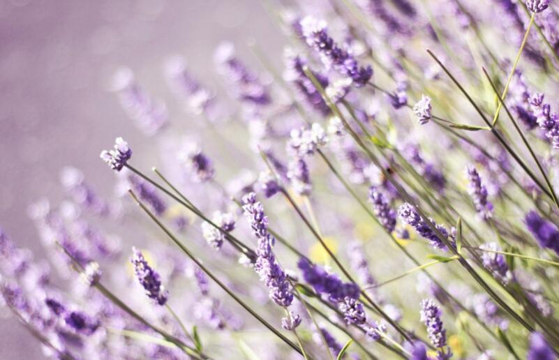 天竺葵能驅(qū)蚊嗎，只有香葉品種的才可以