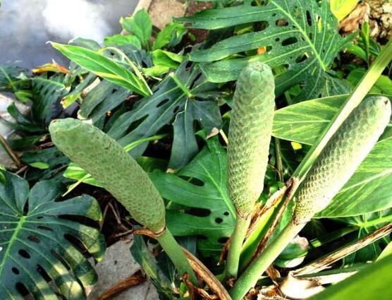 龜背竹什么時候開花，龜背竹養(yǎng)殖5-6年才可開花