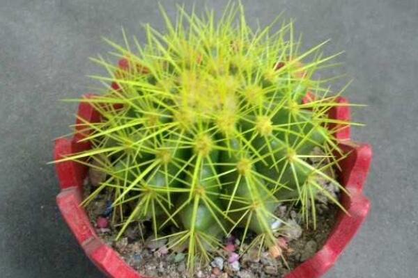 仙人球夏天怎么養(yǎng)，做好以下4點才是關(guān)鍵