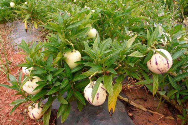 人參果怎么種植，可以通過以下4步進行